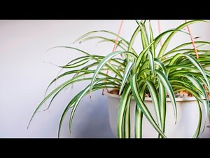 How to play the tape - Decogarden - Jardinatis