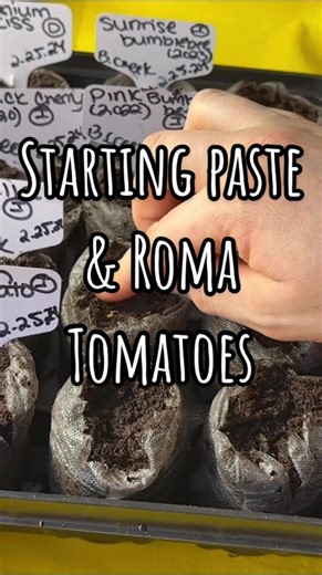Starting Paste and Roma tomatoes. Seed Varieties⬇️ 🍅Amish Paste - High Mowing Organic Seeds 🍅Roma VF - High Mowing Organic Seeds 🍅Comstock Sauce and Slice - Baker Creek 🍅Martino’s Roma - Baker Creek 🍅San Marzano - MIgardener 🍅Opalka - MIgardener 🍅Roma VF - American Seed (Dollar Tree) #zone6 #seedstarting #garden #2024garden #ctgarden #thebournehomestead