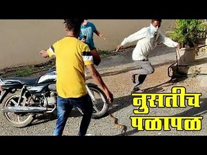 साप किती जोराने पळू शकता पहा