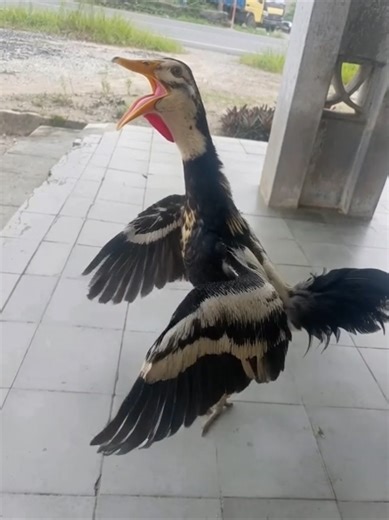 Ayam Goreng Bangkok: Cita Rasa yang Menggoda