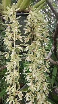 Orkid Hutan Berbunga Wangi Part 2