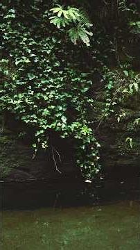 Ivy wall #nature #photography #hiking