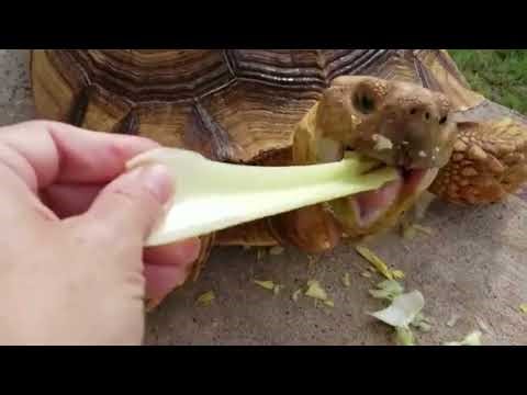 Turtles Being Hilarious for 3 Minutes Straight! 🐢🤣