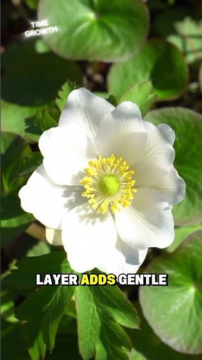 Rue Anemone: Soft Bloom of Early Spring 🌸🍃 #shorts #timelapse #flower #timegrowth