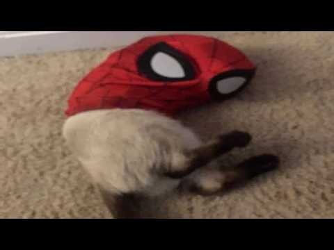 Try Not To Laugh: The Funniest Cat Memes Compilation 😂