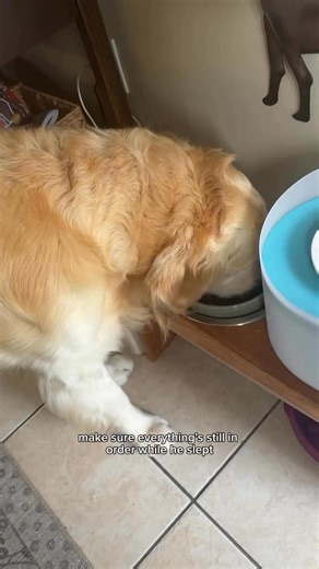 everyday is his best day *disclaimer* I didn’t have much work going on this day aka the day could be all about him 🫶🏼 #dog #dogs #goldenretriever #puppy #doglover #lakedog | Goldenchilidog