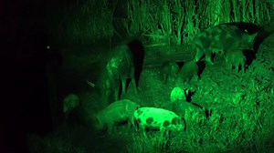 573K views · 4K reactions | This 60 second video will change the way you hunt hogs. | Slow Glow Hunting Lights | Facebook