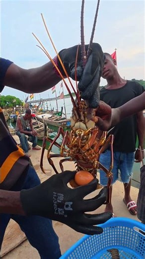 Can a SPINNY Lobster really Break a Raw Egg by Clapping?