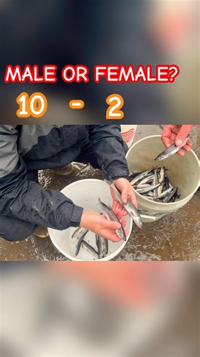 Counting Male & Female Smelt #fishing Cowlitz river