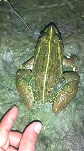 FROGGY Funniest Videos Ever