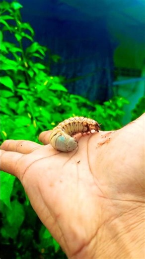 🪲🐛wow Grub 😱 #spider #insects #nature #animals #spidarman #viral #shorts #wildlife