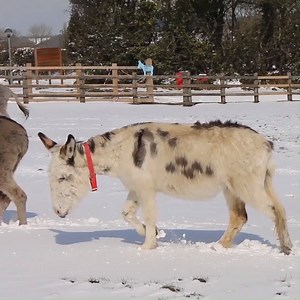 111K views · 1K reactions | With colder weather almost certainly on the way, it's important to be prepared. ❄️ Take a look at our winter donkey care tips ➡️ bray.news/fb-winter | The Donkey Sanctuary | Facebook