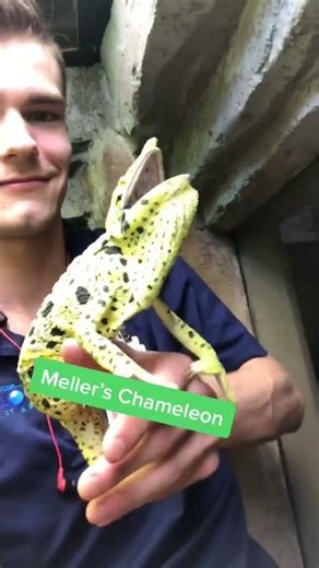 Mellers Chameleon are the largest species of chameleon! Any... #Shorts #wildlifewill95