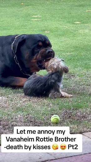 Rottweiler Love: Adorable Moments with My Rottie Puppy