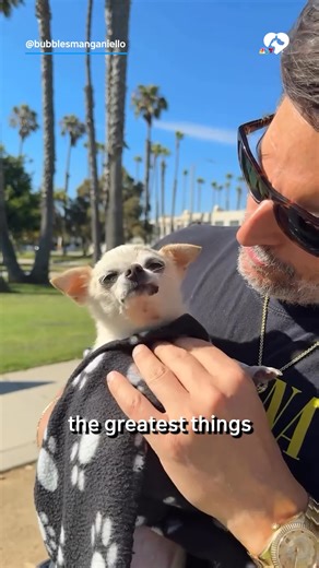 303K views · 24K reactions | Actor Joe Manganiello never wanted a dog — Bubbles "chose" him. Now, he and the Chihuahua are inseparable. #cleartheshelters | NBC 7 San Diego | Facebook