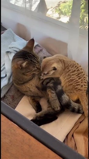 🐱🦫 Best Unlikely Duo — Cat & Meerkat Just Vibing Together!