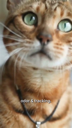 This kind of cat litter is like nothing you've ever seen. It's made of diatom pebbles - fossilized algae that's as earth-friendly as it is EASY! Seriously, check this out: 1. Add Skoon to your litterbox 2. Scoop out kitty's #2 with your special scooper (included!) 3. Stir the pebbles daily That's IT! No scraping, no sweeping, no smell! Skoon is lighter than that gross clay litter (that is super toxic, btw). And Skoon ships straight to your door (so no more backaches from hauling giant litter bag