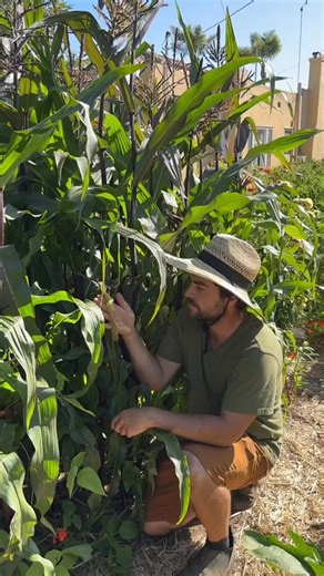 How to deal with the dreaded corn earworm which always plagues our ear... #garden #gardening #howto #plants | The Gardening Guru
