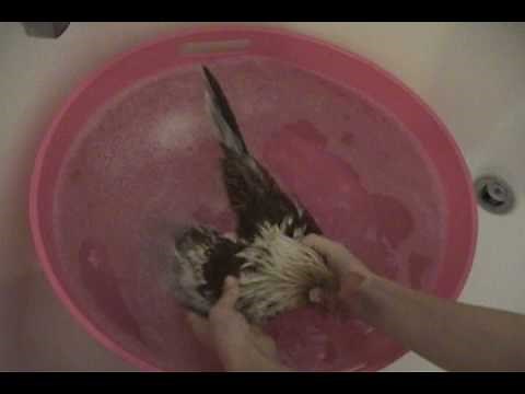 How To Wash Your Chickens