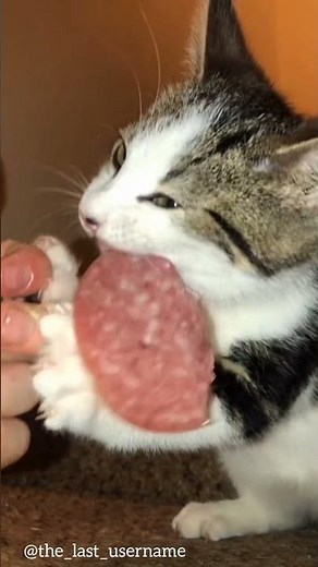 can cats have a little salami???