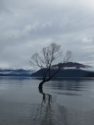The Stunning Wanaka Tree in Queenstown, New Zealand
