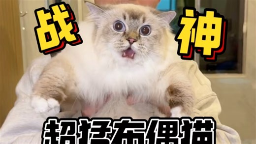 勇闯布偶凶猫窝！两只五星级战斗布偶猫（下集）