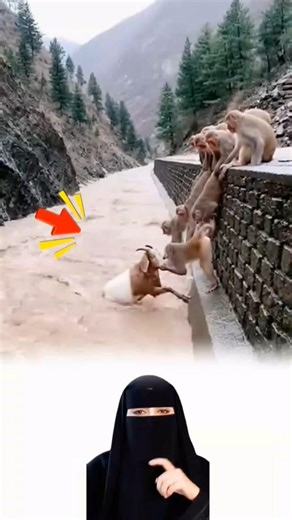 حتى الحيوانات لا تترك الضعيف.#viral #shorts