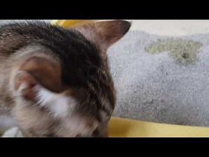 dog took a pee in my cat's litter box,