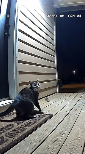 Cat Looks Up… Then Something Climbs the Wall 👀🐈🐭 The cat kept looking upward… and moments later, something actually climbed the wall. 👀🐈🐭 This footage is real, raw, and recorded on a night camera. No humans. No edits. The timing of the cat jump and the mouse falling is CRAZY. 💬 Did you see the wall movement at 0:03? Comment below! #DoorbellCam #CCTVCat #CaughtOnCamera #CatVsMouse #NightFootage | Warn Maw