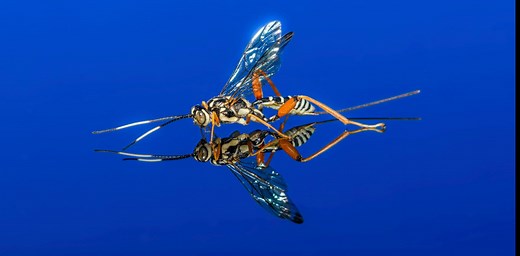 Parasitic wasps turn other insects into ‘zombies,’ saving millions of humans along the way