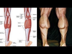 4 BEST EXERCICES CALVES / MUSCULATION MOLLETS