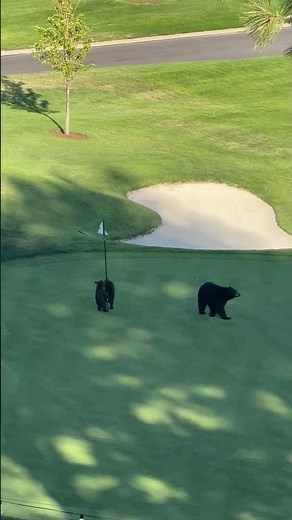 Bear Family at Montreux Golf and Country Club || ViralHog