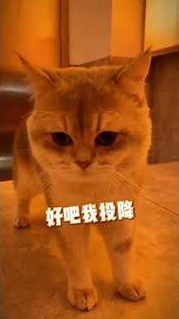 风水轮流转啊，再也不敢冤枉招财啦~#lucky #cat #萌寵 #cute #funny #招财猫 #猫咪 #shorts