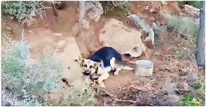 Unwanted & Banished From Home, He’s Tied To A Tree Where He’d Never Be Found