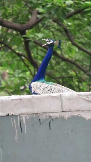 A Loudest Peacock ever you have never seen #peacockbeauty
