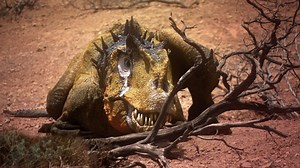 Allosaurus Broken Jaw 💛 #allosaurus #brokenjaw #documental #dinosaur #dinosaurio #information #fyp #viralreels #parati | elsebachuelo