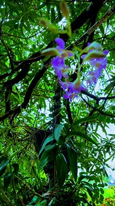 Orchid flowers | James Mathew
