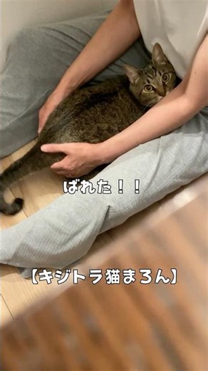 【隠し撮り】バレたにゃ！【2歳キジトラ猫まろん】