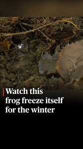 This sped-up video illustrates the freezing and thawing process for hibernating wood frogs. When winter brings fall to a close, these frogs hunker down in dead leaves and moss that cover the ground, which serve as their shelter for the months ahead. As the cold sets in, frost creeps across the plant matter and reaches the immobile frogs, who then begin the process of releasing a cryoprotectant that keeps their bodies from drying out as they freeze. Making sure ice doesn’t form in their cells is 