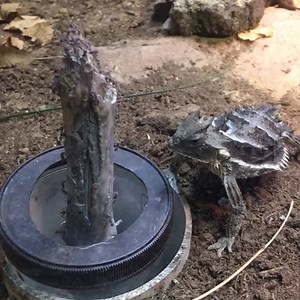 25K views · 409 reactions | Did someone say, lunch? Giant horned lizards are insectivores that specialize in eating harvester ants. The lizards will stand near ant trails, quickly step forward, flick out their tongues to capture the ants, and swallow them whole. Giant horned lizards may eat as many as 70 harvester ants a day. #SnackTime #Lizard #Lunch #Ant #LAZoo : Chelsea Ross | Los Angeles Zoo | Facebook