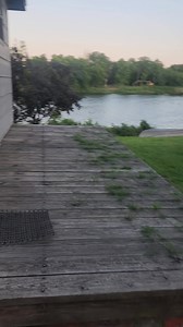 This Hollywood Plum tree is loaded with fruit. | Mercy Jane Griesel