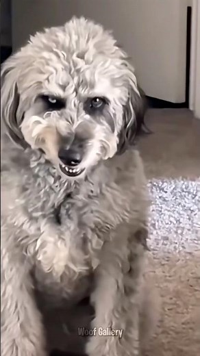 Top 5 Dogs With Human Faces