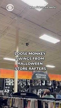 Loose pet monkey swings from Texas Halloween store rafters #shorts