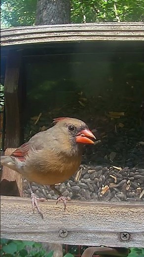 Beautiful Female Northern Cardinal at the Backyard Feeder