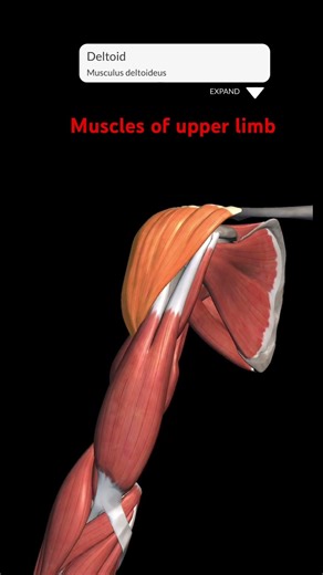 #anatomy #bones #muscles MUSCLES OF UPPER LIMB