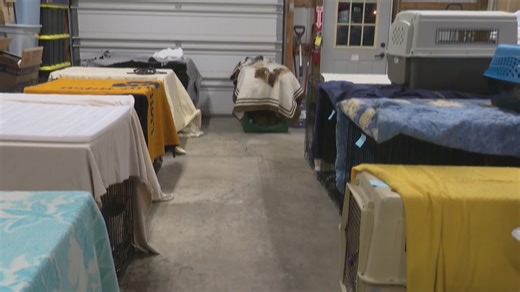 Animal shelter rescues nearly over 30 animals