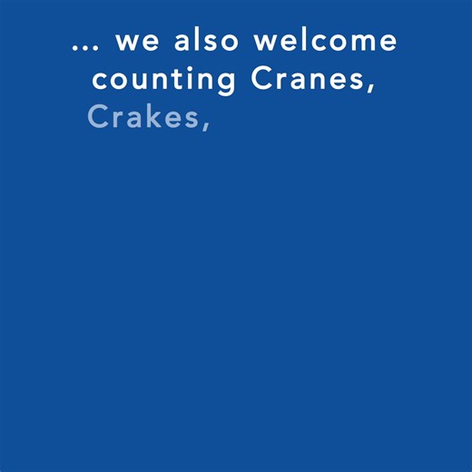 11 reactions | South Africa  welcomes ‘Counting Crows’… Counting Crows Big Concerts GrandWest Casino and Entertainment World SABAP2 - Second Southern African Bird Atlas Project BirdLasser | BirdLife South Africa | Facebook