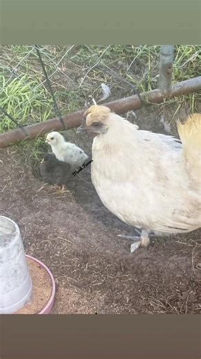 These 3 silkie cross chicks will be available in approximately 4 weeks, they are straight run and mom is a Silkie Cross, dad is a Bielefelder. Will post them again when ready for sale. If you are interested and would like to get on the waitlist for them please comment below or message us here on our page! 🐣 #FortMeadeFL #fypreelsシ゚viralシ #fypageシ #chickens #polkcounty #farmlife #frostproof #forsale | Monk Farms