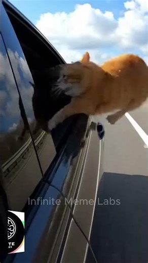 Crazy Cats Fight in My Car on the Highway! 😱🐱 #shorts #cats #funnycats #catfight #viral