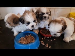 Filhotes de Shih Tzu com 45 dias